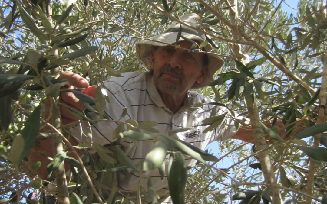 Jewish Activist Harvests Olives in Palestine